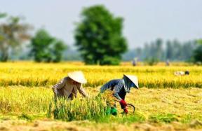 Lúa gạo là lương thực chính của tất cả các cư dân Đông Nam Á.