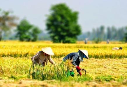 Lúa gạo là lương thực chính của tất cả các cư dân Đông Nam Á.