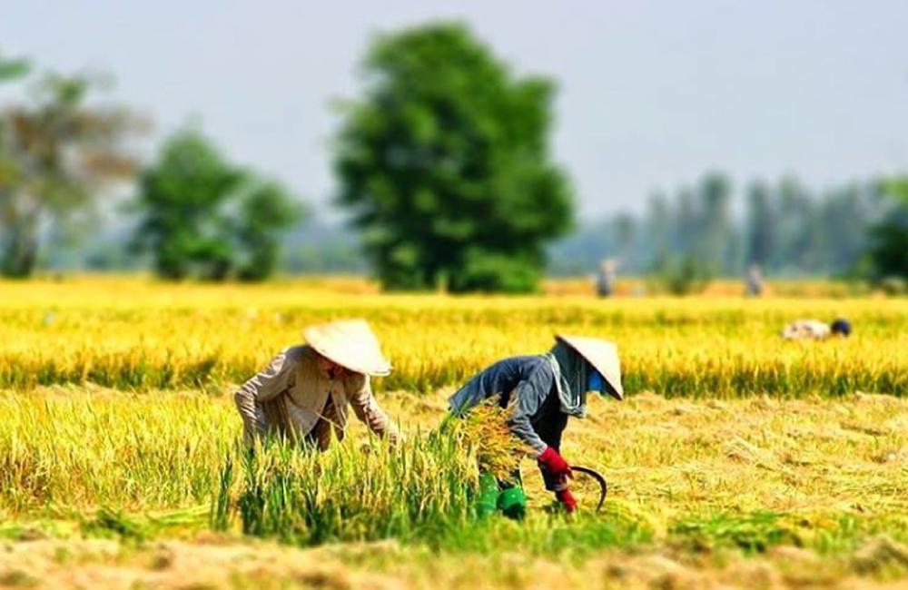 Lúa gạo là lương thực chính của tất cả các cư dân Đông Nam Á.